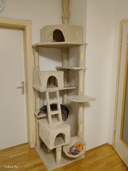 Bkh Katze - 3