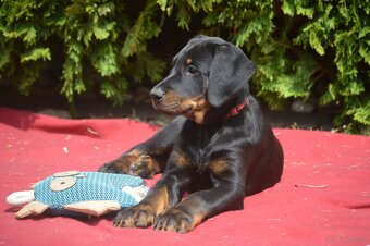 Beauceron Welpen (Berger de Beauce) - 3