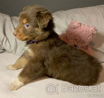 Australian shepherd welpen - 3