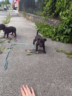 Welpen Malinois x Cane Corso - 3