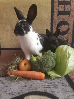 Zwergkaninchen zu vergeben - 3