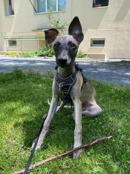 Windhund/Whippet mit PP - 3