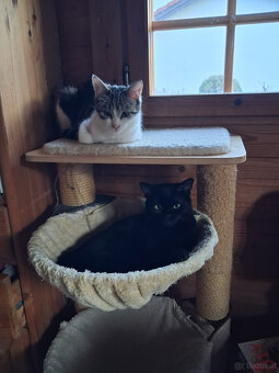 Wer möchte diese zwei süßen Katerchen adoptieren? - 3