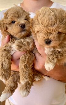 Maltipoo welpen - 3
