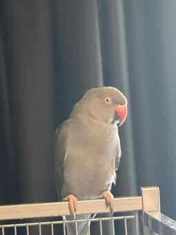 Halsbandsittiche Zuchtpaar – Gelb/Grau – mit Käfig, Zu - 3