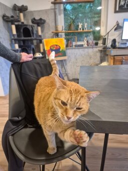 Kater - 3