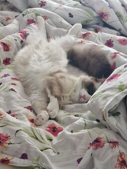 Ragdoll Kater - 3