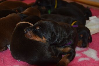 Dobermann - spitzen Welpen mit FCI Ahnentafel - 3