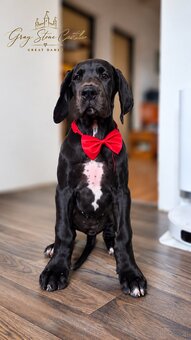 Deutsche Dogge mit Stammbaum - 3