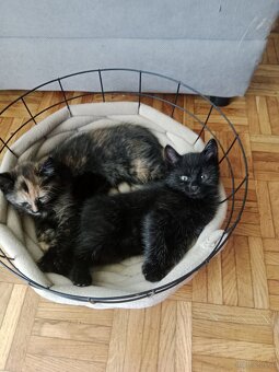 Katze - 3
