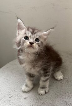Maine Coon - 3