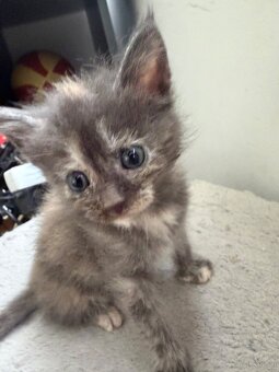 Britisch kurzhaar Maincoon mischung - 3