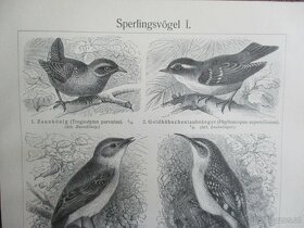 Sperlingsvögel histoischer Druck, Holzstich, ca. 1905 - 3