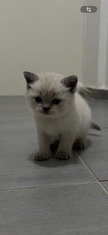 BKH-Kitten Colorpoint - 3