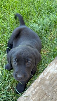 Reinrassig Labrador Welpen - 3