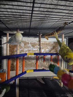 2 Wellensittiche - 3