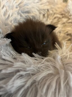 Maine Coon Kitten - 3