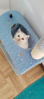Britisch Kurzhaar Kitten - 3