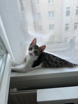 Kater - 3