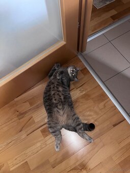 Britischmix Katze - 3