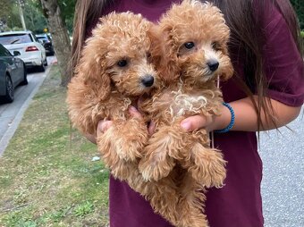Bezaubernde Maltipoo-Welpen - 3