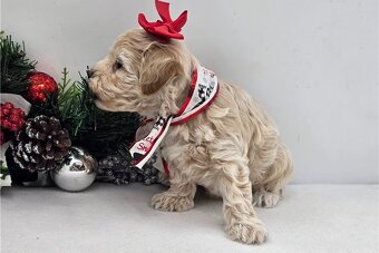 Maltipoo Welpen suchen liebevolles Zuhause - 3