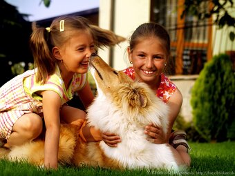 Collie Langhaar Welpen (FCI Stammbaum) - 3