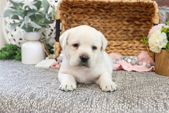 Süße Labrador Welpen mit Papieren - 3