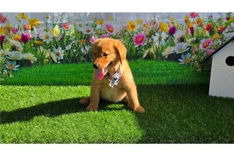 Golden Retriever Welpen suchen Ihre Familie  Welpen mit Ahne - 3