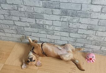 Chihuahua - 3