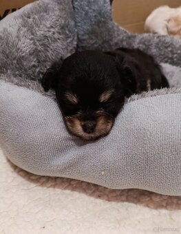 Süßes Chihuahua Mädchen - 3