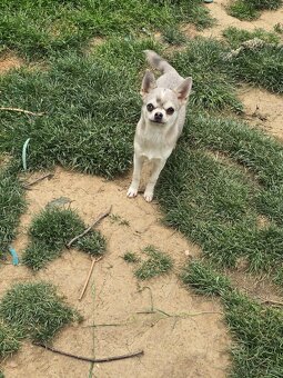 Chihuahua Hündin - 3