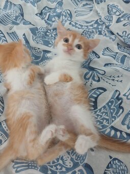 Babykatzen 🩵 - 3