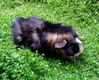 Meerschweinchen zu vermitteln - 3