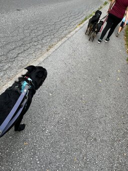 Labrador Mix hündin sucht ein neues Zuhause - 3