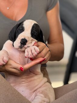 Deutsche-Dogge-Welpen, Deutsche Dogge - 3