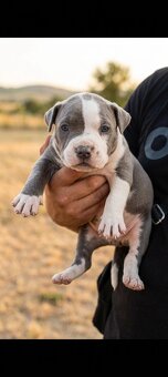 American bull - 3