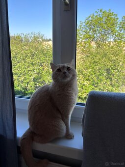 2 liebevolle Katzen suchen ein neues Zuhause 🐾 - 3