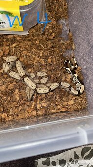 Boa constrictor Constrictor surinam - 3