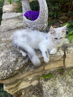 Wunderschönes Maine Coon Käterchen mit Stammbaum - 3