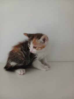 Dreifarbige kitten - 3