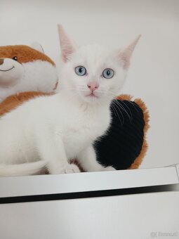 Kitten Mix - 3