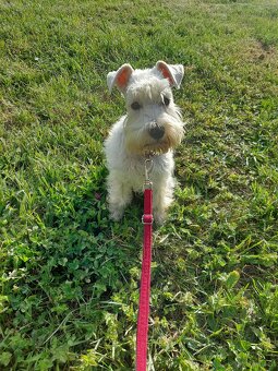 Schnauzer miniatúrne white - 3