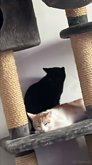 Kater und katze 1jahr - 3