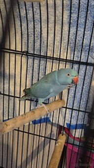 Halsbandsittiche - 3