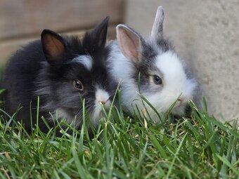 Kaninchen - 3
