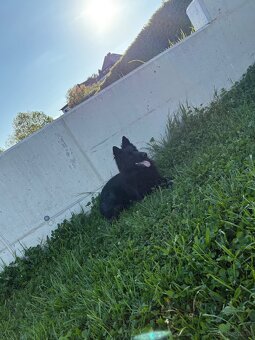 Alt Deutscher Schäferhund - 3