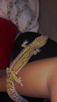 Leopardengecko Weiblich Giant und Normal - 3