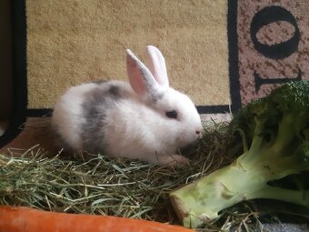 Zwergkaninchen Babys zu vergeben - 3