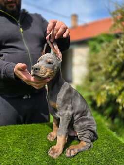 BLAUE DOBERMANN-WELPEN MIT FCI-PAPIEREN - 3